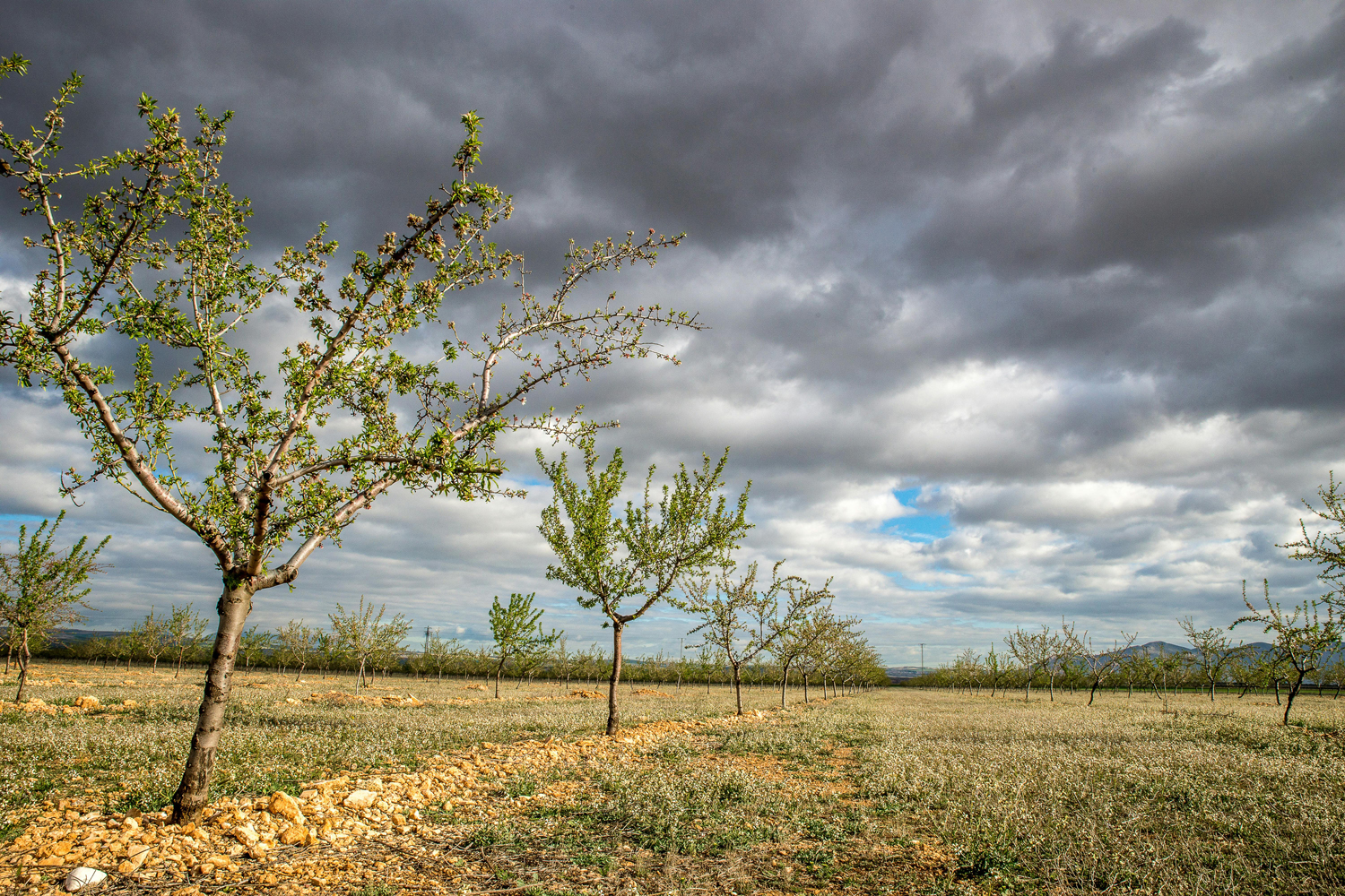 tree-seeding